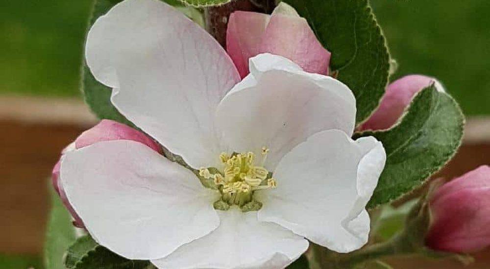 Säulenobst